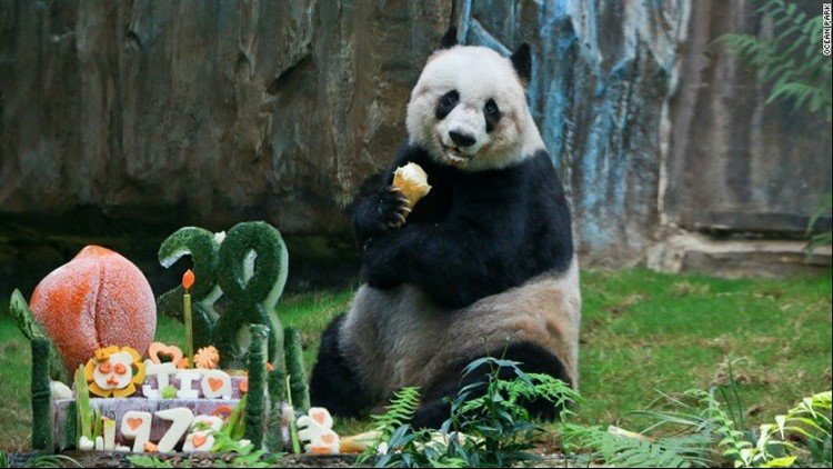 Самая старая панда