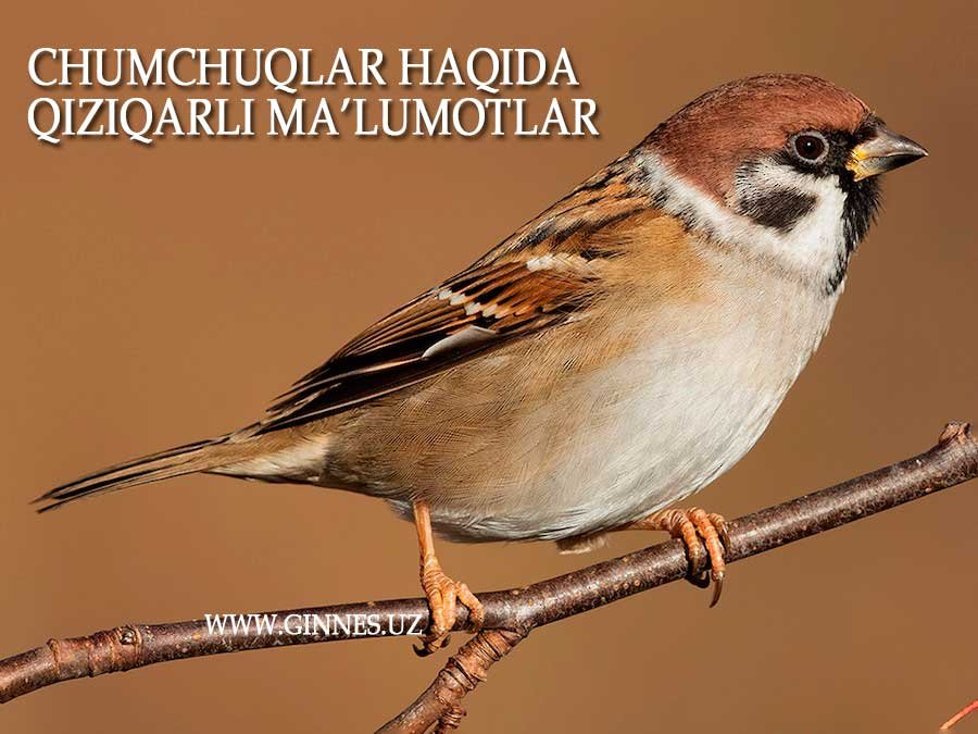 chumchuqlar haqida qiziqarli ma'lumotlar