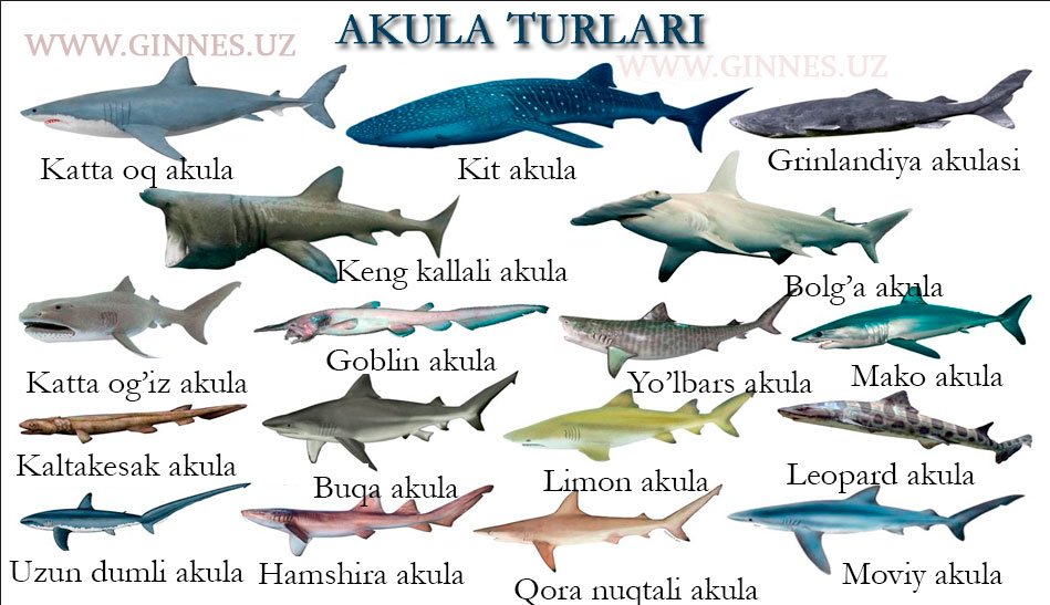 Akula turlari