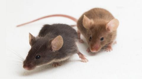 мыши и крысы