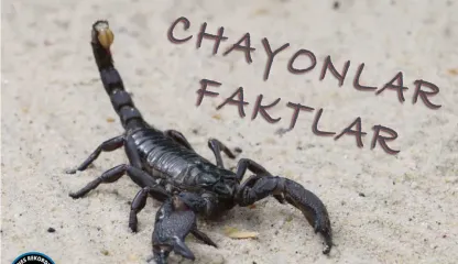 chayonlar